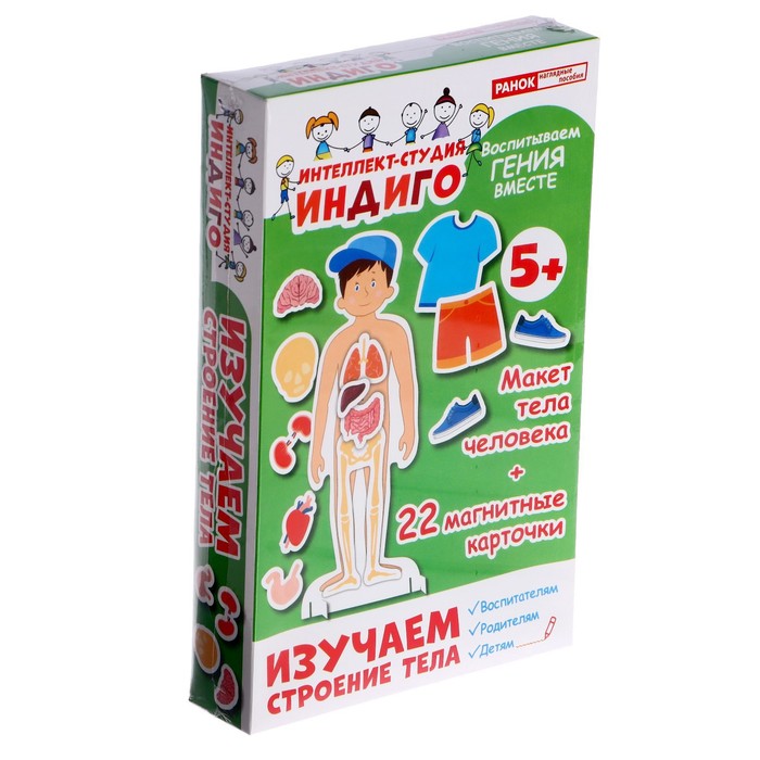 Настольная игра «Изучаем строение тела»
Настольная игра «Изучаем строение тела»