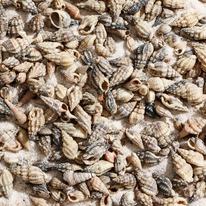 Набор ракушек, "Молюски декоративные", 100 г
Набор ракушек, "Молюски декоративные", 100 г