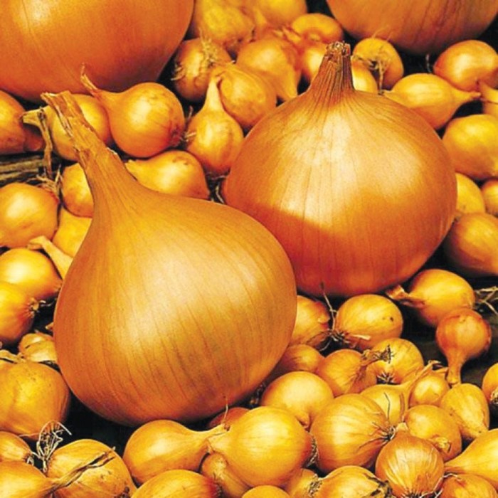 Лук севок Сеншуй/Senshyu Yellow, 21/24 р/р, 0,5 кг, (+/-10%), Голландия
Лук севок Сеншуй/Senshyu Yellow, 21/24 р/р, 0,5 кг, (+/-10%), Голландия