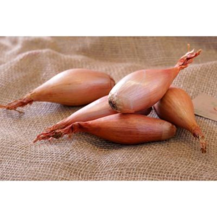 Лук шалот Бистро/Biztro 7/14 р/р, 2 кг, (+/-10%), Голландия
Лук шалот Бистро/Biztro 7/14 р/р, 2 кг, (+/-10%), Голландия