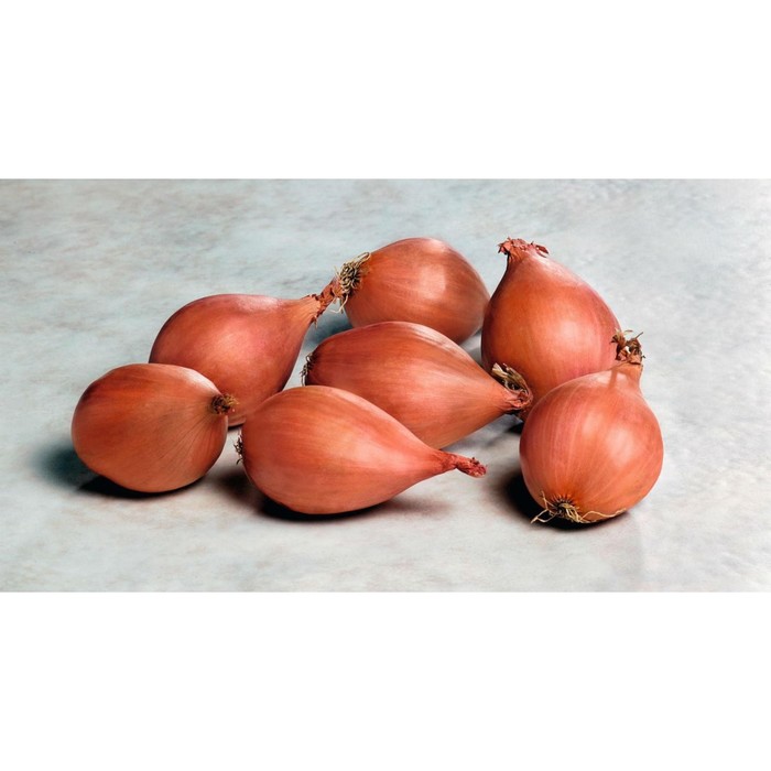 Лук шалот Еллоу Мун/Yellow Moon 7/14 р/р, 0,5 кг, (+/-10%), Голландия
Лук шалот Еллоу Мун/Yellow Moon 7/14 р/р, 0,5 кг, (+/-10%), Голландия