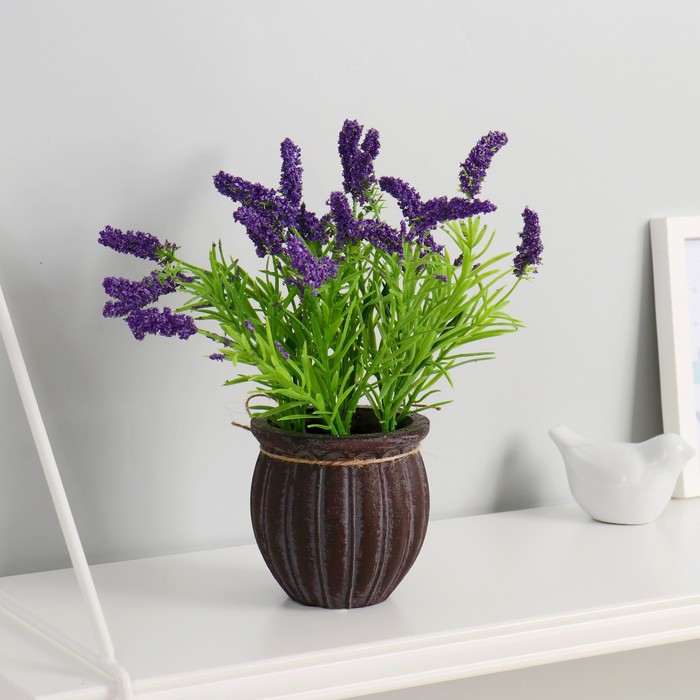 Бонсай "Щетинник" 9х22 см
Бонсай "Щетинник" 9х22 см