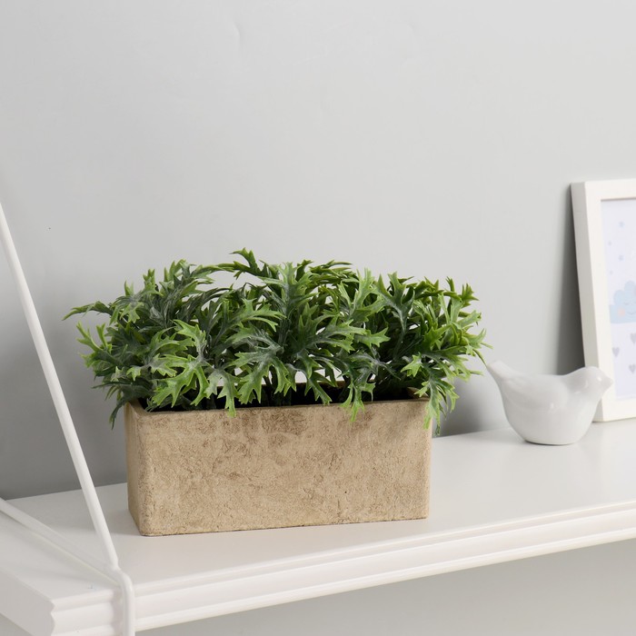 Бонсай "Мизун японский" 17х7х15 см
Бонсай "Мизун японский" 17х7х15 см