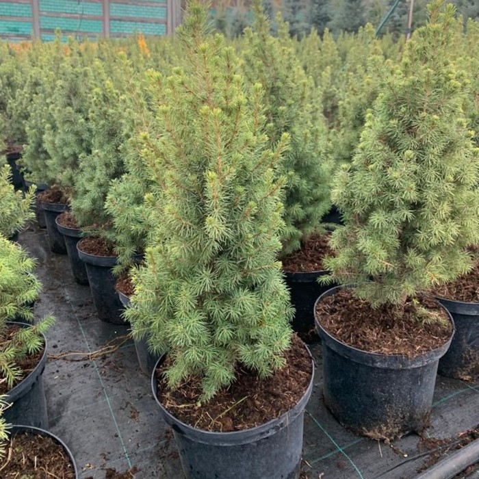 Ель канадская Коника высота 45 см, горшок 5 л
Ель канадская Коника высота 45 см, горшок 5 л