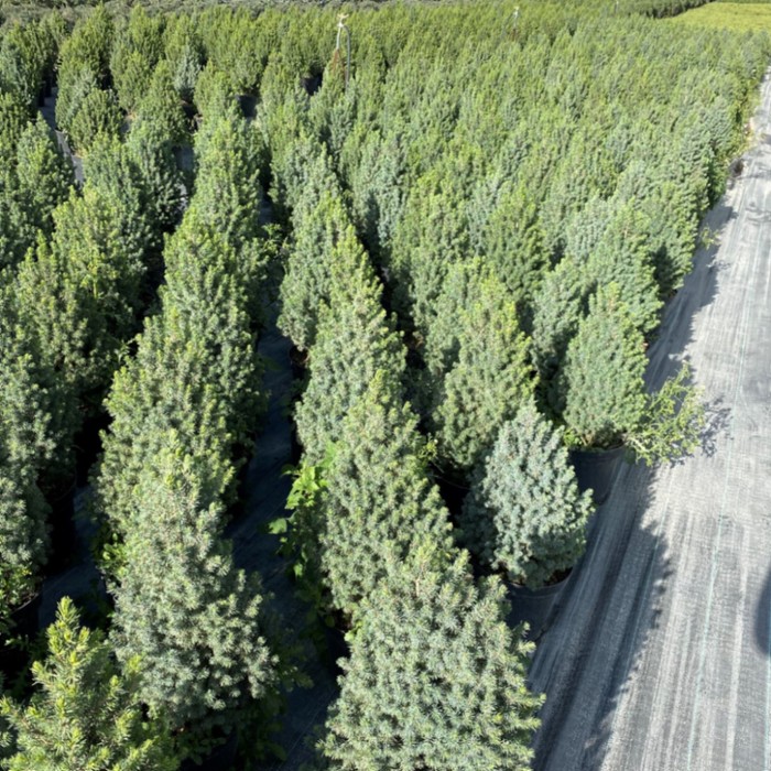 Ель канадская Коника Спиди высота 65 см, горшок 7,5 л
Ель канадская Коника Спиди высота 65 см, горшок 7,5 л