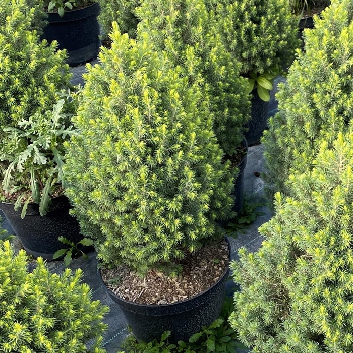 Ель канадская Дэйзис Уайт высота 55 см, горшок 7,5 л
Ель канадская Дэйзис Уайт высота 55 см, горшок 7,5 л