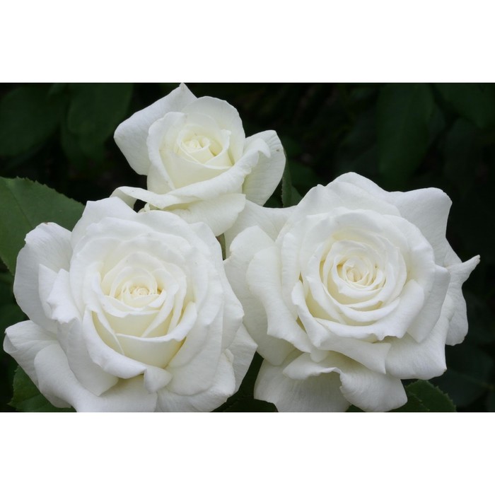 Саженец розы "Анастасия" 1 шт
Саженец розы "Анастасия" 1 шт