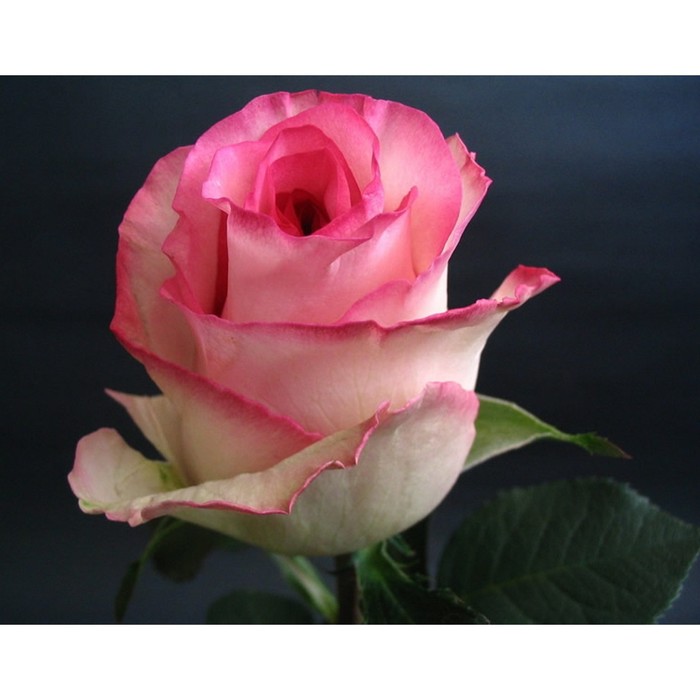 Саженец розы "Белла Вита" 1 шт 
Саженец розы "Белла Вита" 1 шт