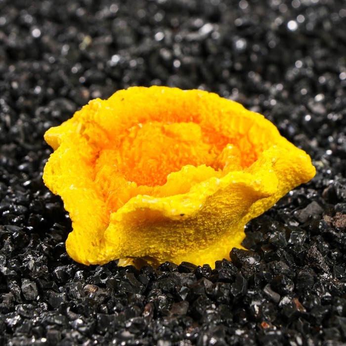 Декоративный коралл "Каталофиллия", 6,5 х 5,5 х 3 см
Декоративный коралл "Каталофиллия", 6,5 х 5,5 х 3 см