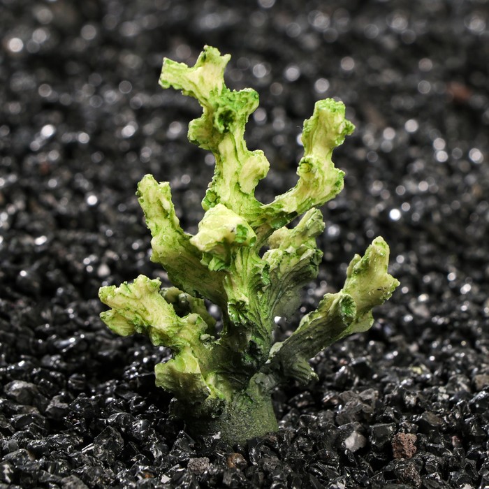 Декоративный коралл "Синулярия", 7,5 х 5,5 х 5 см
Декоративный коралл "Синулярия", 7,5 х 5,5 х 5 см