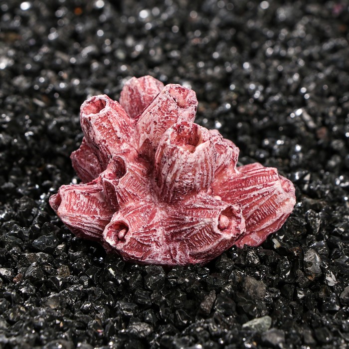 Декоративный коралл "Балянус", 6 х 5,5 х 4 см
Декоративный коралл "Балянус", 6 х 5,5 х 4 см