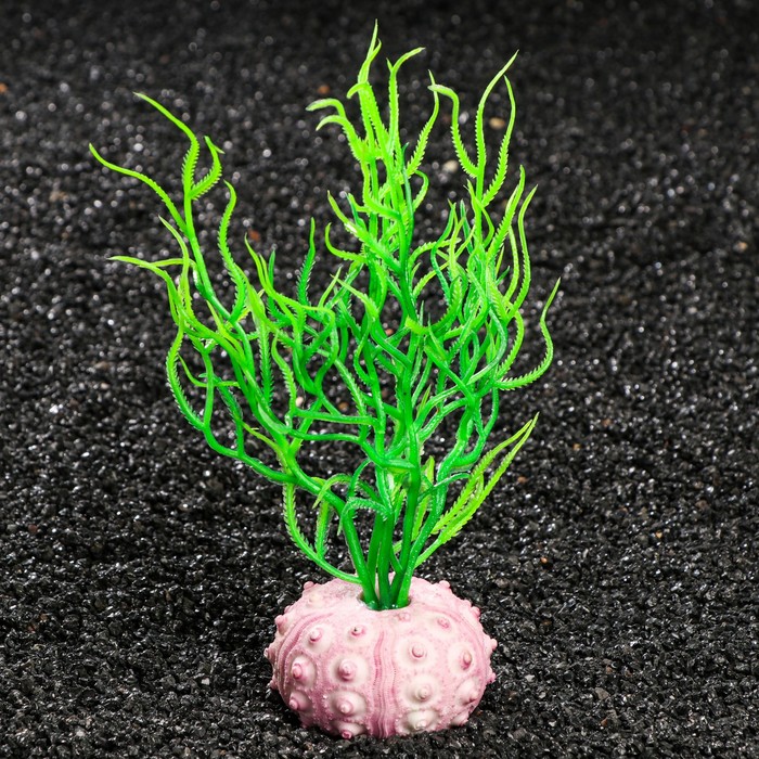 Декор для аквариума "Фораминифера", 10 х 7 х 19 см, микс цветов 
Декор для аквариума "Фораминифера", 10 х 7 х 19 см, микс цветов