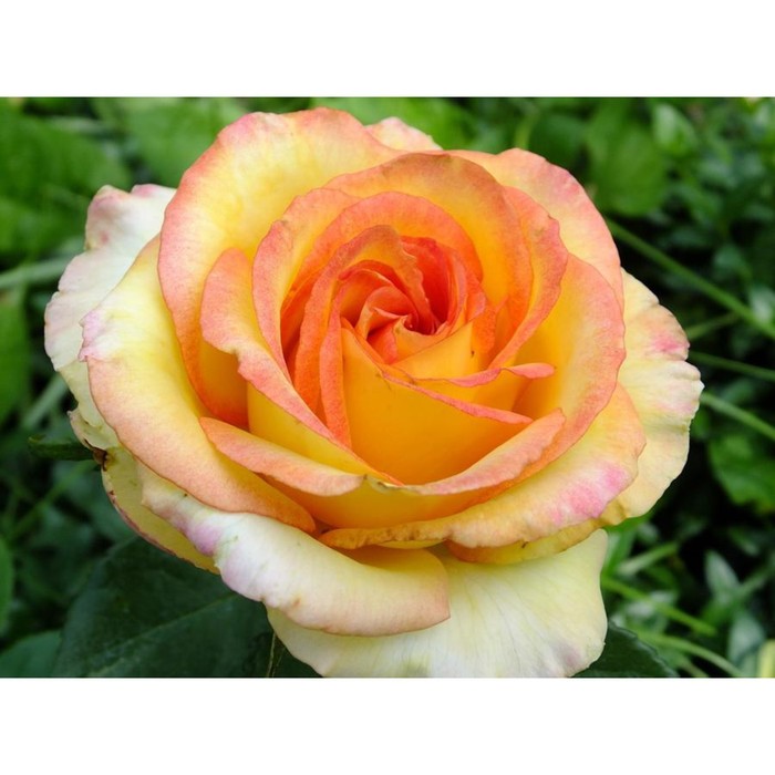 Саженец розы "Амбианс" 1 шт
Саженец розы "Амбианс" 1 шт