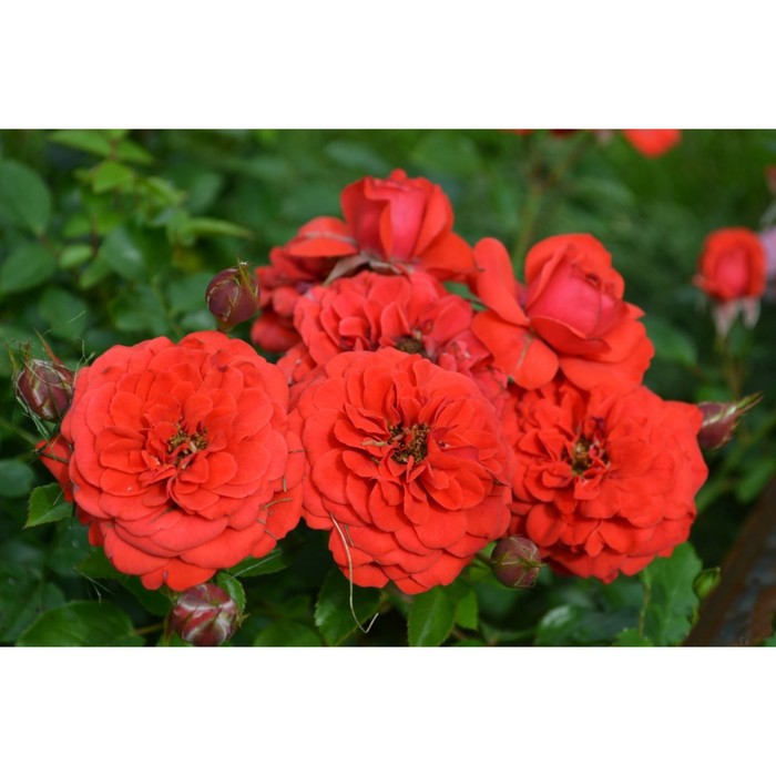 Саженец розы "Бебби баккара" 1 шт
Саженец розы "Бебби баккара" 1 шт