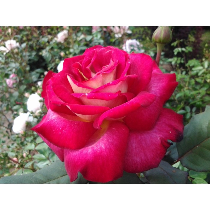 Саженец розы "Блажь" 1 шт
Саженец розы "Блажь" 1 шт