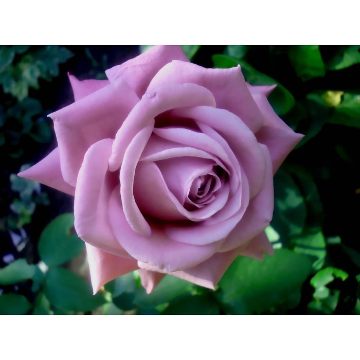 Саженец розы "Голубой Нил" 1 шт
Саженец розы "Голубой Нил" 1 шт