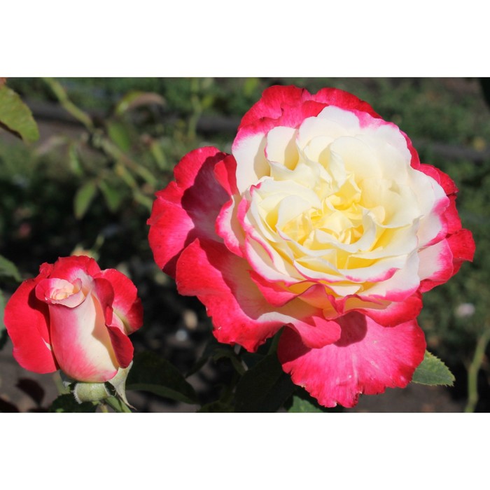 Саженец розы "Дабл делайт" 1 шт
Саженец розы "Дабл делайт" 1 шт