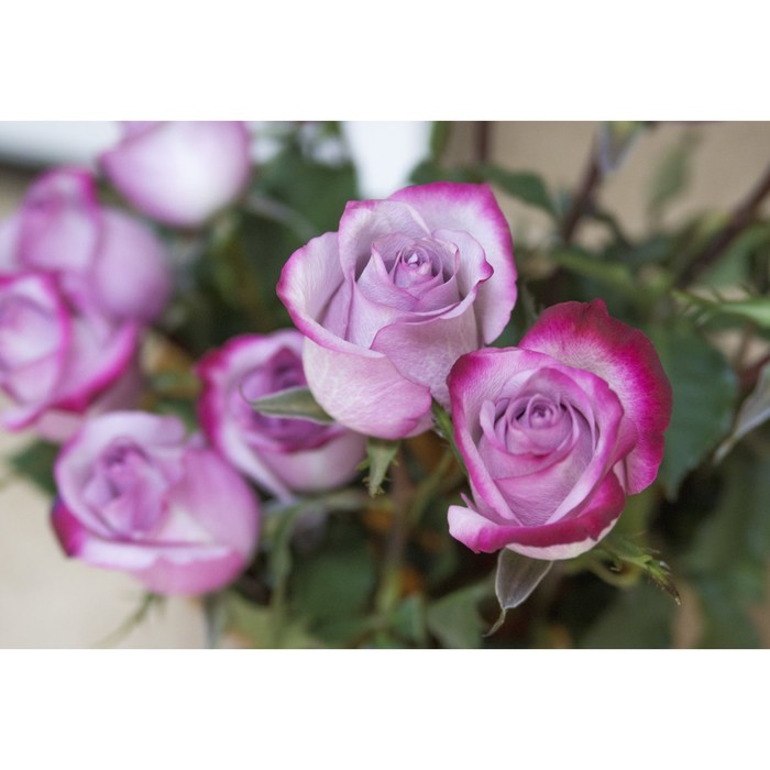 Саженец розы "Дип перпл" 1 шт
Саженец розы "Дип перпл" 1 шт