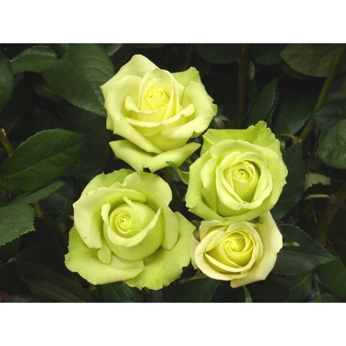 Саженец розы "Жаде" 1 шт
Саженец розы "Жаде" 1 шт