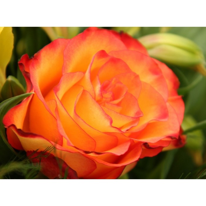 Саженец розы "Желтая магия" 1 шт
Саженец розы "Желтая магия" 1 шт