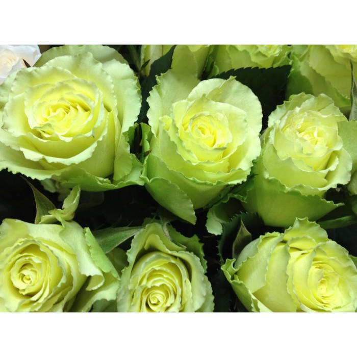 Саженец розы "Зеленый чай" 1 шт
Саженец розы "Зеленый чай" 1 шт