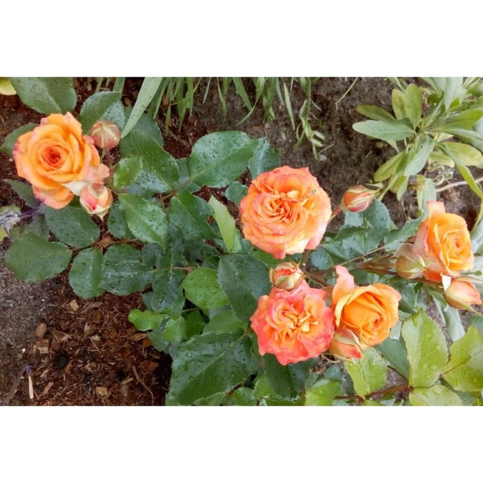 Саженец розы "Келли" 1 шт
Саженец розы "Келли" 1 шт