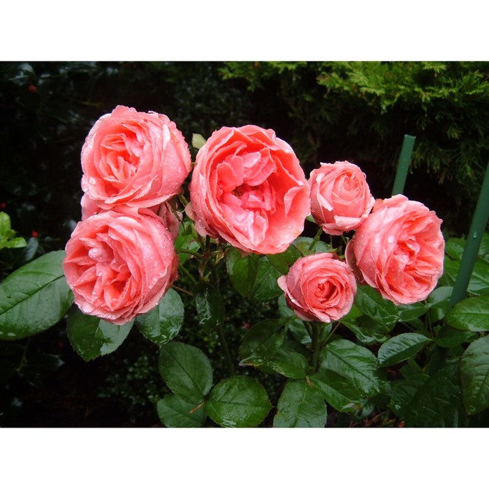 Саженец розы "Кимоно" 1 шт
Саженец розы "Кимоно" 1 шт