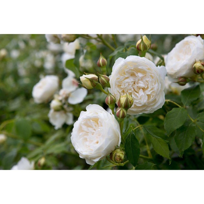 Саженец розы "Клэр остин" 1 шт
Саженец розы "Клэр остин" 1 шт