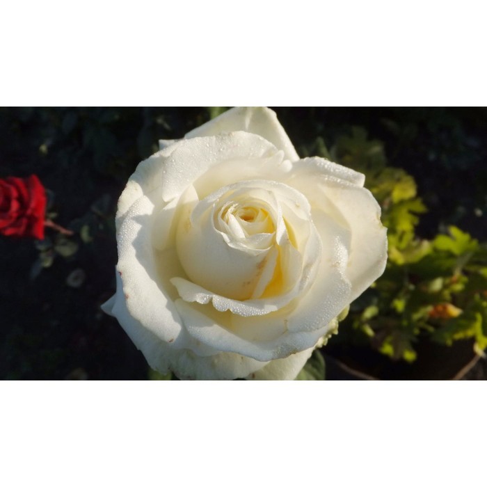 Саженец розы "Маруся" 1 шт
Саженец розы "Маруся" 1 шт