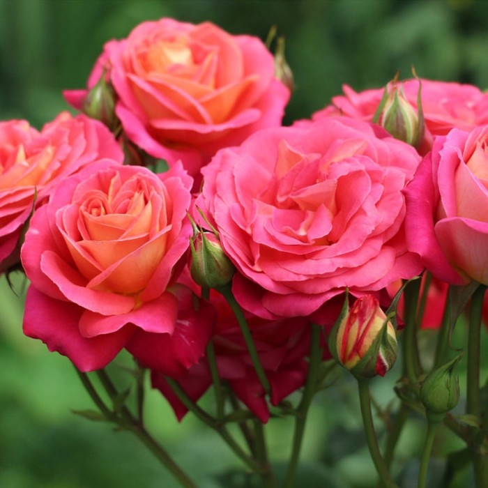 Саженец розы "Мид саммер" 1 шт
Саженец розы "Мид саммер" 1 шт