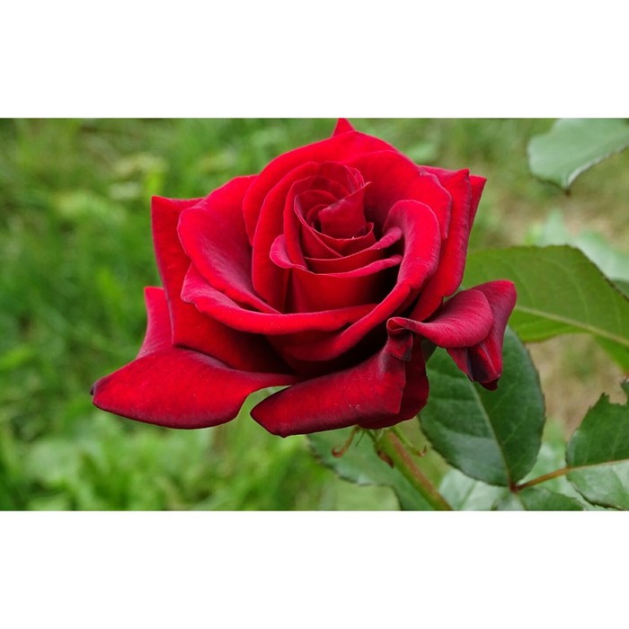 Саженец розы "Преферанс" 1 шт
Саженец розы "Преферанс" 1 шт