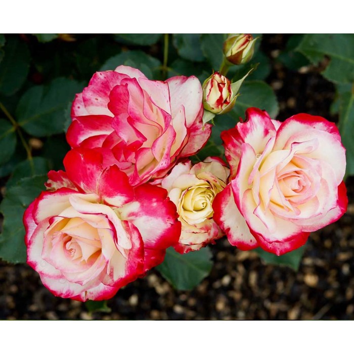 Саженец розы "Принц Монако" 1 шт
Саженец розы "Принц Монако" 1 шт