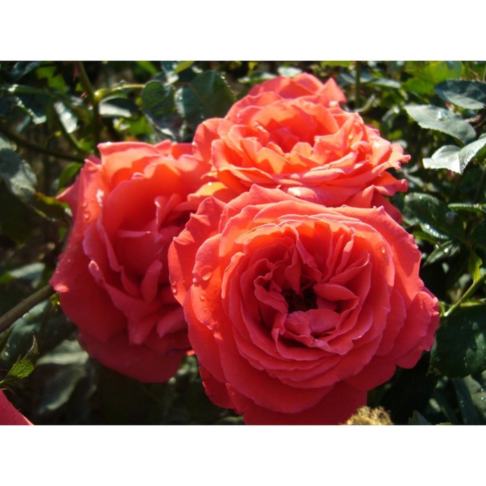 Саженец розы "Рабона" 1 шт
Саженец розы "Рабона" 1 шт