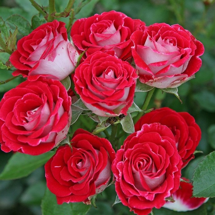 Саженец розы "Руби стар" 1 шт
Саженец розы "Руби стар" 1 шт