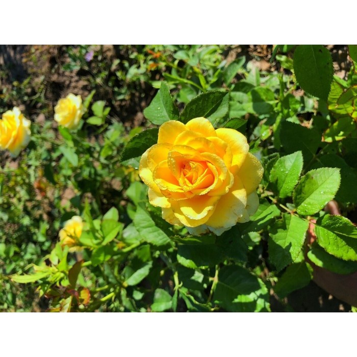 Саженец розы "Таро" 1 шт 
Саженец розы "Таро" 1 шт