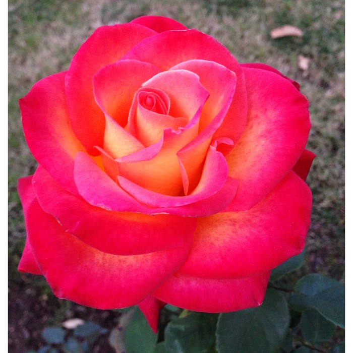 Саженец розы "Фаер фокс" 1 шт
Саженец розы "Фаер фокс" 1 шт