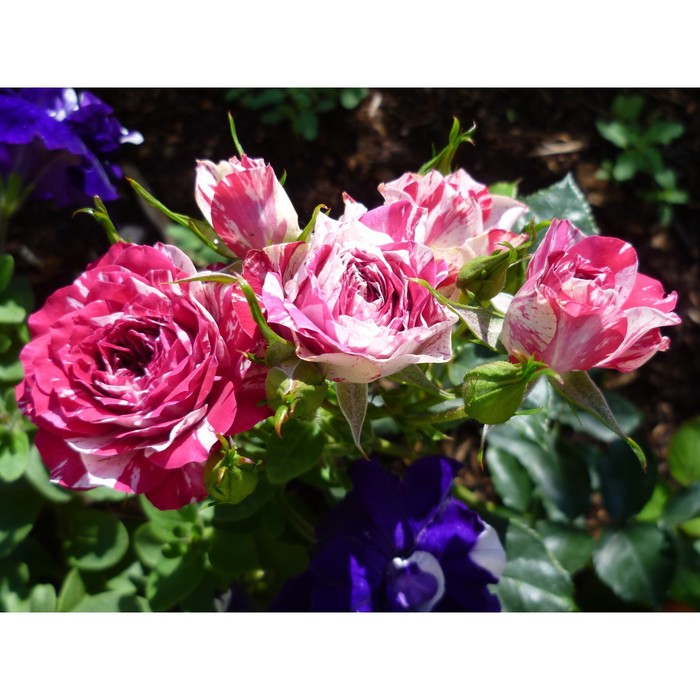 Саженец розы "Флешинг" 1 шт
Саженец розы "Флешинг" 1 шт