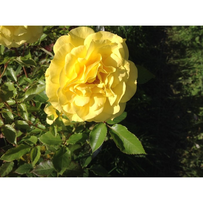 Саженец розы "Фрезия" 1 шт
Саженец розы "Фрезия" 1 шт