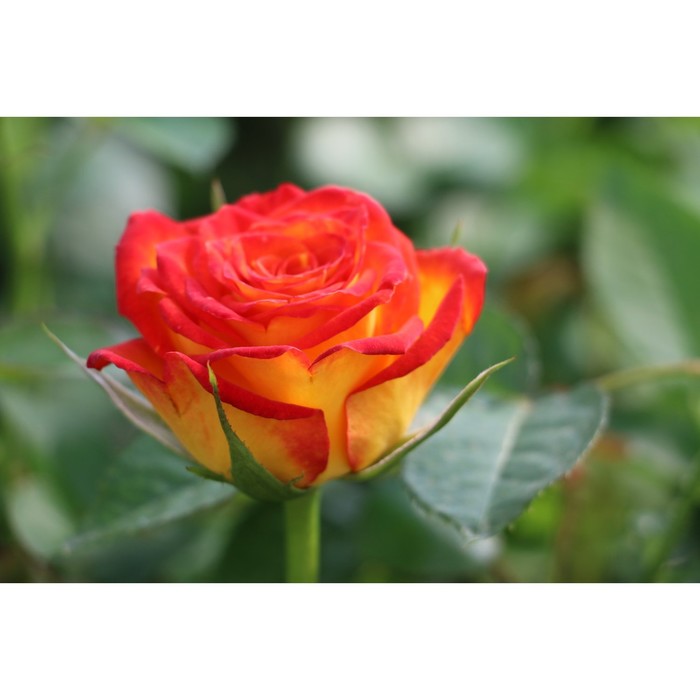 Саженец розы "Циркус" 1 шт
Саженец розы "Циркус" 1 шт