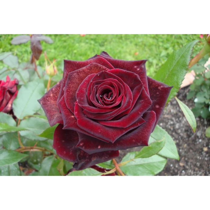 Саженец розы "Черная магия" 1 шт
Саженец розы "Черная магия" 1 шт