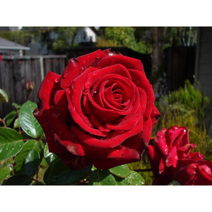 Саженец розы "Эксплорер" 1 шт
Саженец розы "Эксплорер" 1 шт