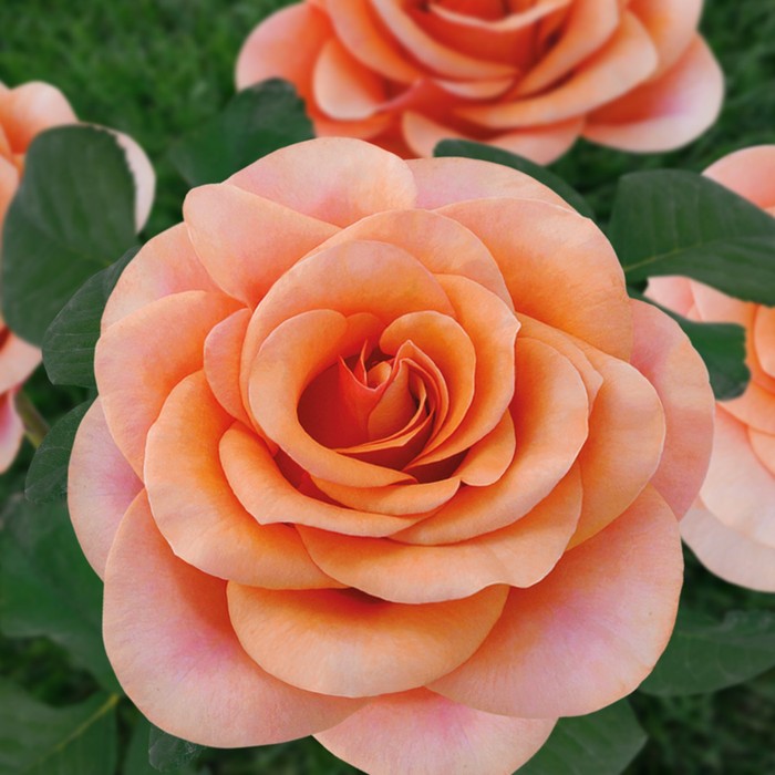 Саженец розы "Эссель де ла Мари" 1 шт
Саженец розы "Эссель де ла Мари" 1 шт