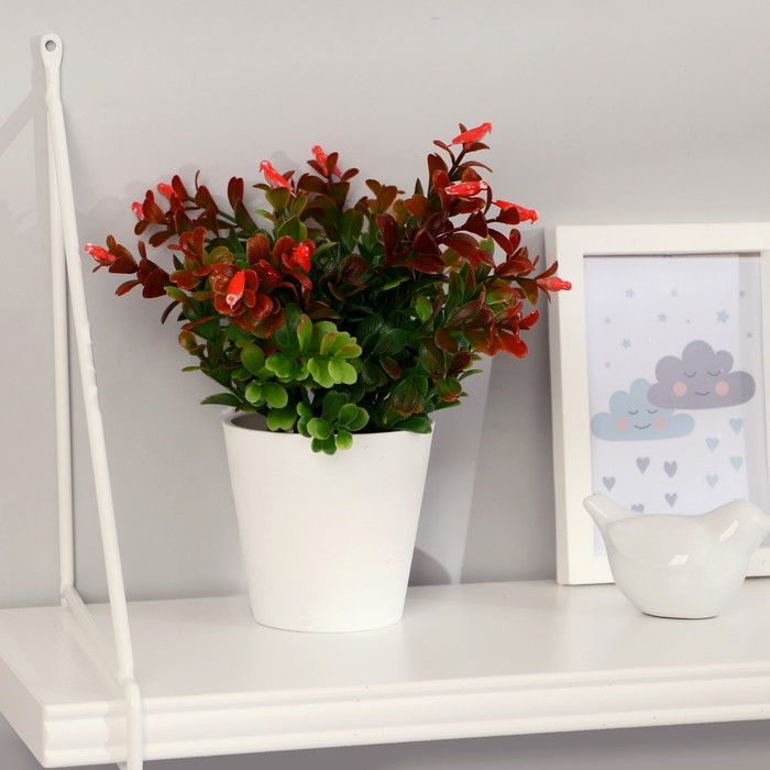 Бонсай "Барбарис саммер" 9,5х21 см, микс
Бонсай "Барбарис саммер" 9,5х21 см, микс