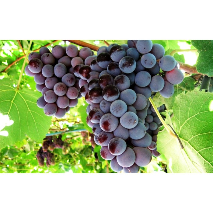 Саженец винограда "Кардинал", 1 шт, Весна 2022
Саженец винограда "Кардинал", 1 шт, Весна 2022