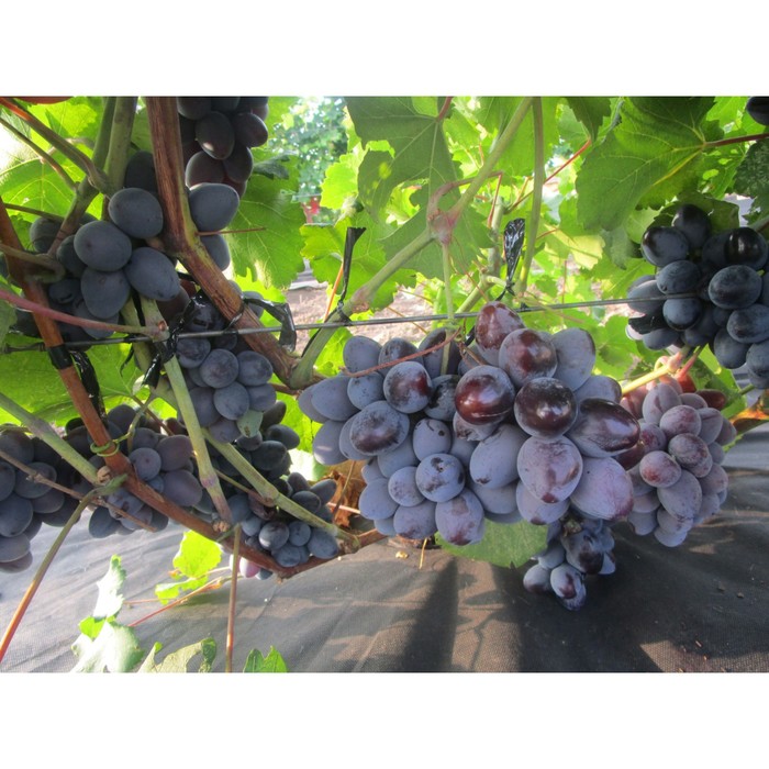 Саженец винограда "Ласточка", 1 шт, Весна 2022
Саженец винограда "Ласточка", 1 шт, Весна 2022