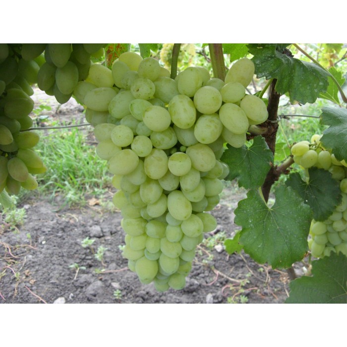 Саженец винограда "Лора", 1 шт, Весна 2022
Саженец винограда "Лора", 1 шт, Весна 2022