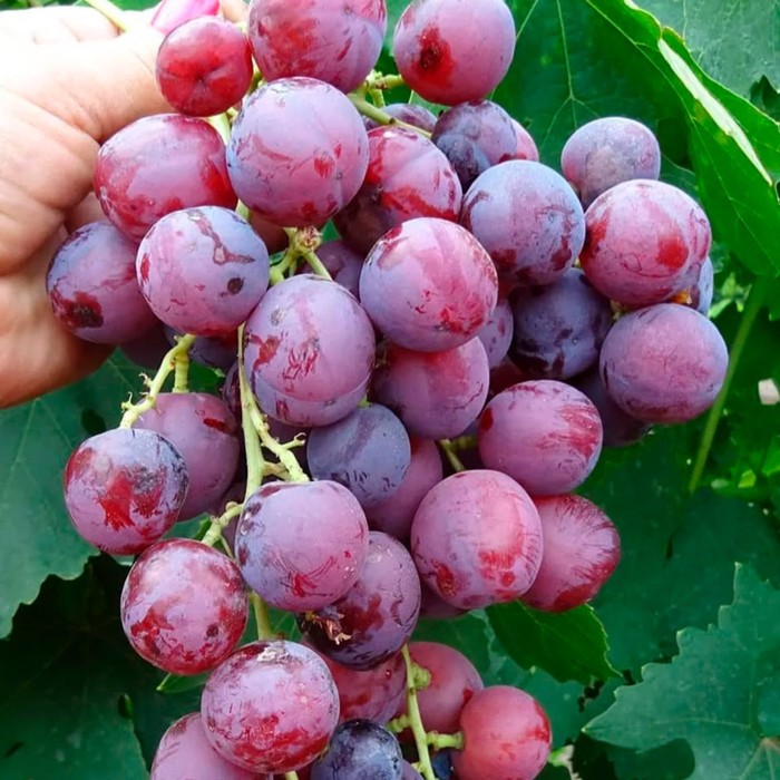 Саженец винограда "Памяти Буйненко", 1 шт, Весна 2022
Саженец винограда "Памяти Буйненко", 1 шт, Весна 2022