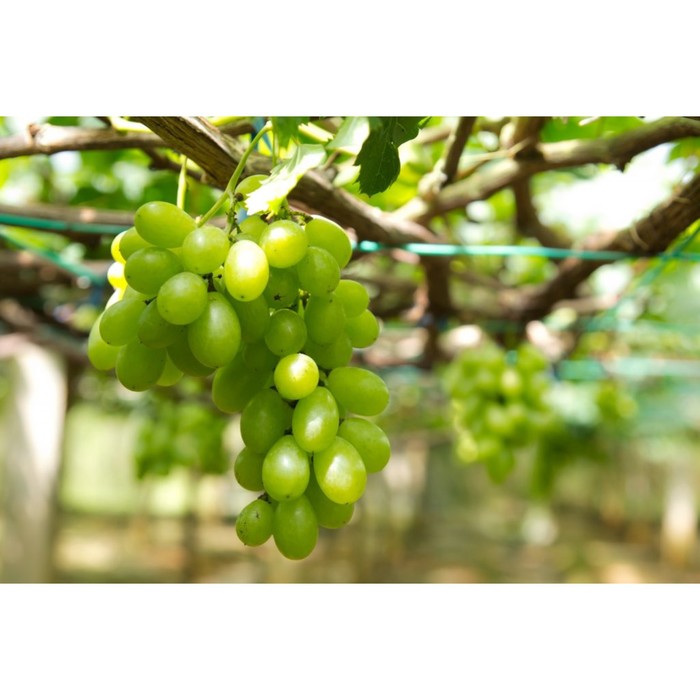 Саженец винограда "Первозванный", 1 шт, Весна 2022
Саженец винограда "Первозванный", 1 шт, Весна 2022