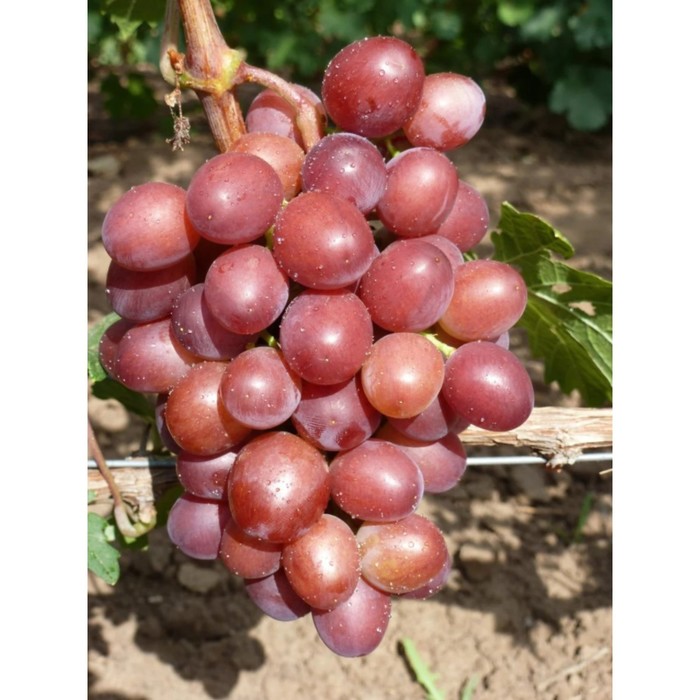 Саженец винограда "Пестрый", 1 шт, Весна 2022
Саженец винограда "Пестрый", 1 шт, Весна 2022