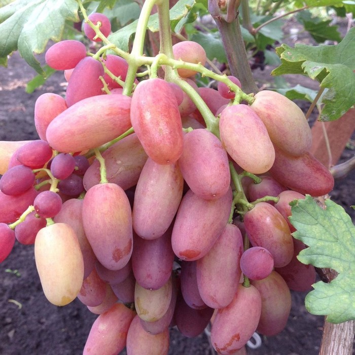 Виноград Сенсация, Весна 2023, 1 шт.
Виноград Сенсация, Весна 2023, 1 шт.